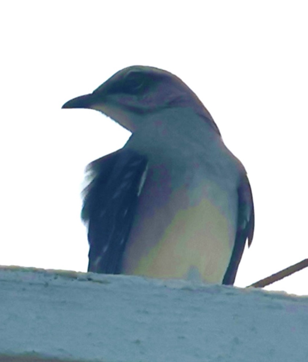 Tropical Mockingbird - ML641242784