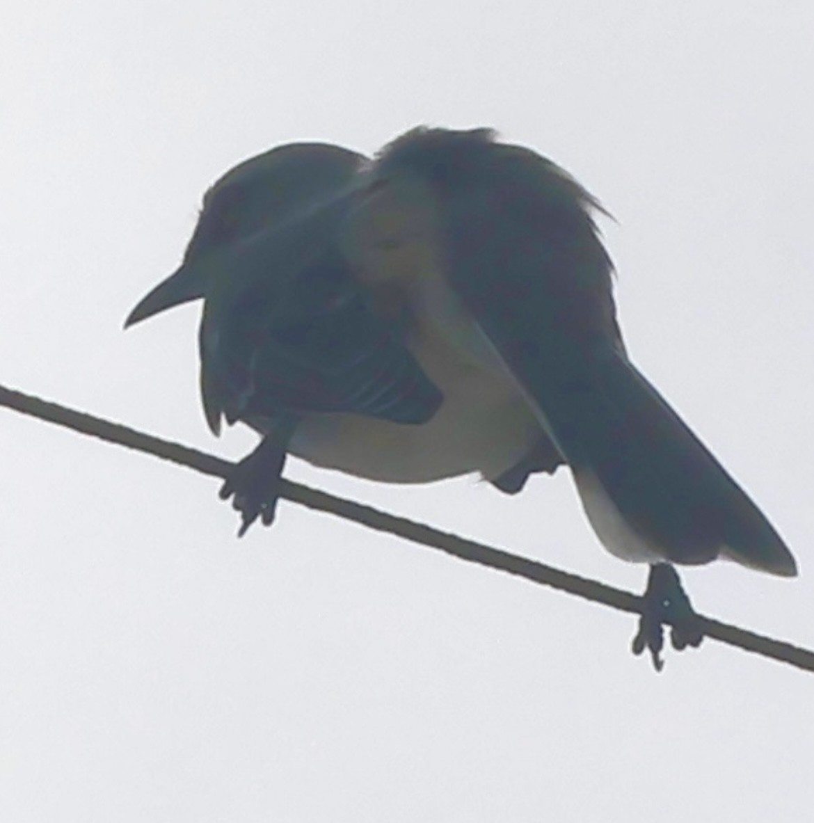 Tropical Mockingbird - ML641242785