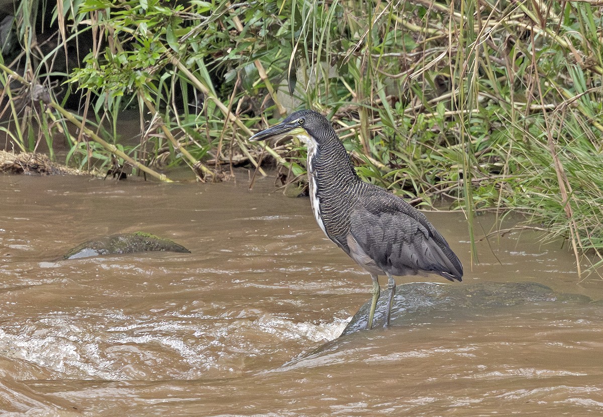 Fasciated Tiger-Heron - ML641242790