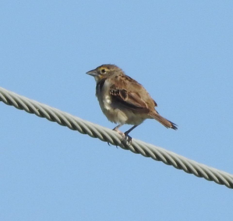 Dickcissel - ML641242792