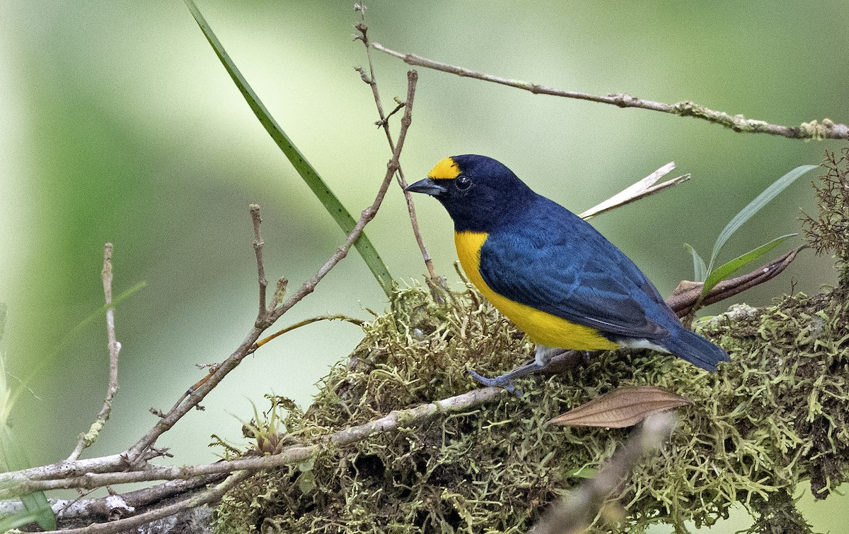 White-vented Euphonia - ML641242837