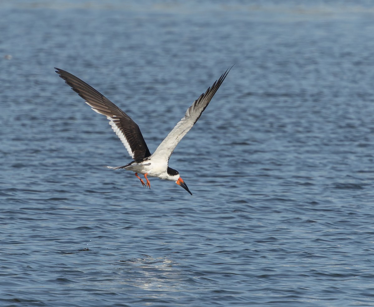 Black Skimmer - ML641242843