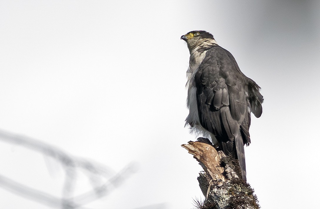 Bicolored Hawk - ML641242871