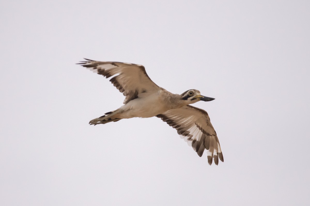 Great Thick-knee - ML641242902