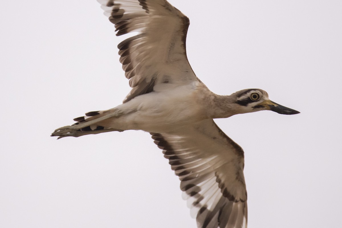 Great Thick-knee - ML641242903