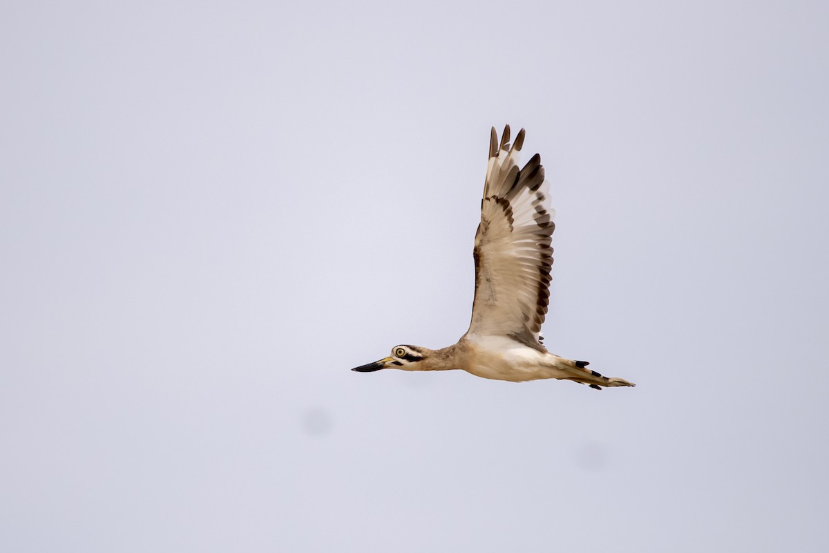 Great Thick-knee - ML641242905