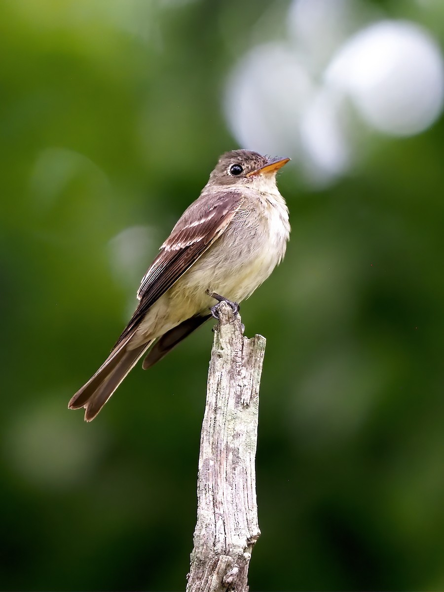 Eastern Wood-Pewee - ML641242936