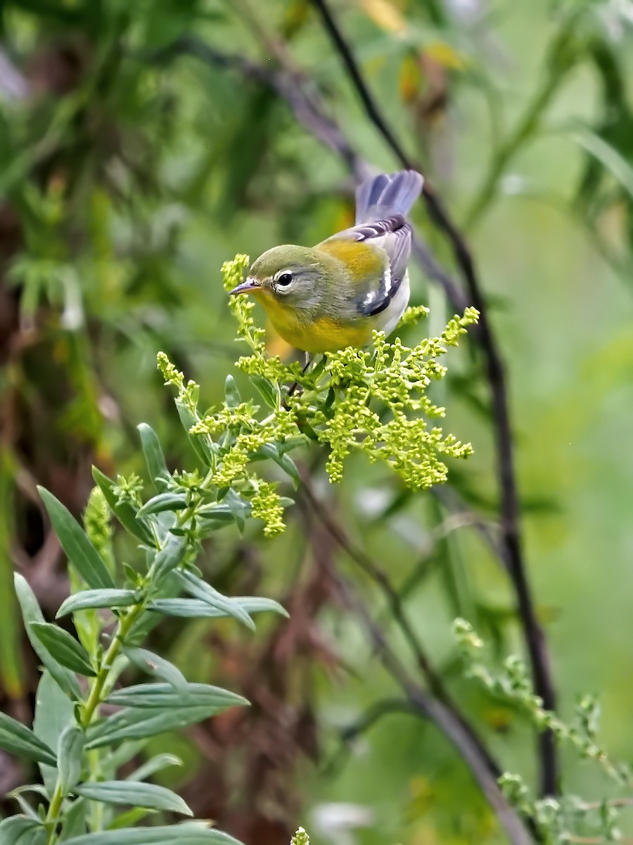 Northern Parula - ML641242949