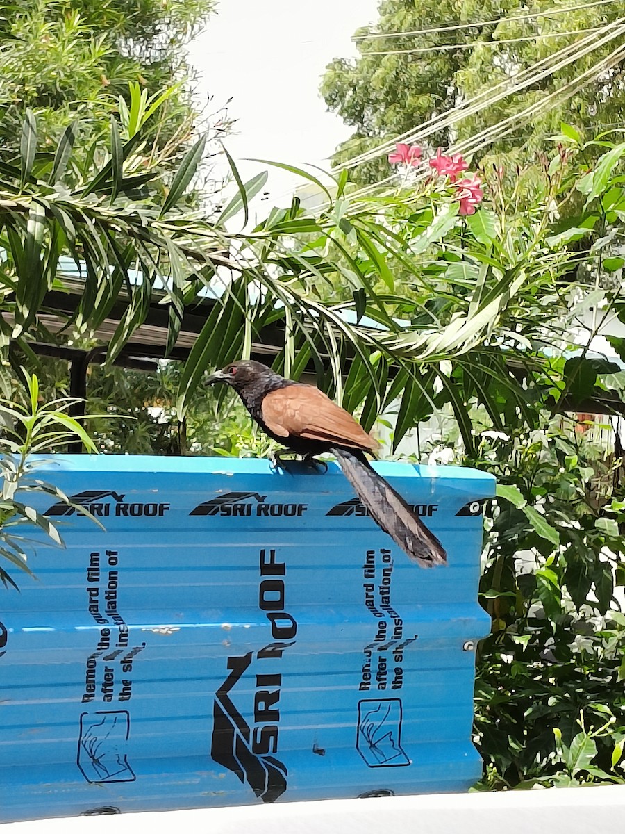 Greater Coucal - ML641242961