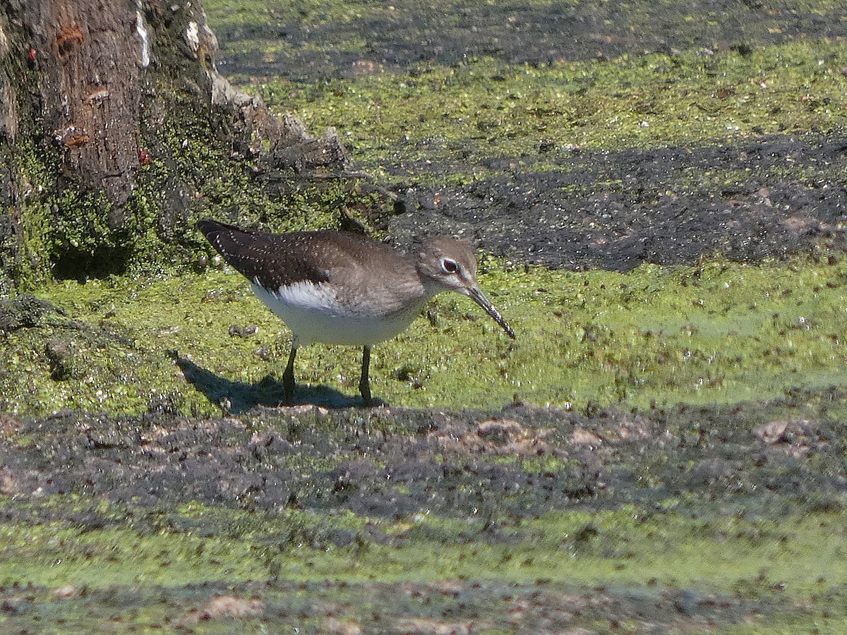 ביצנית בודדת - ML641242964
