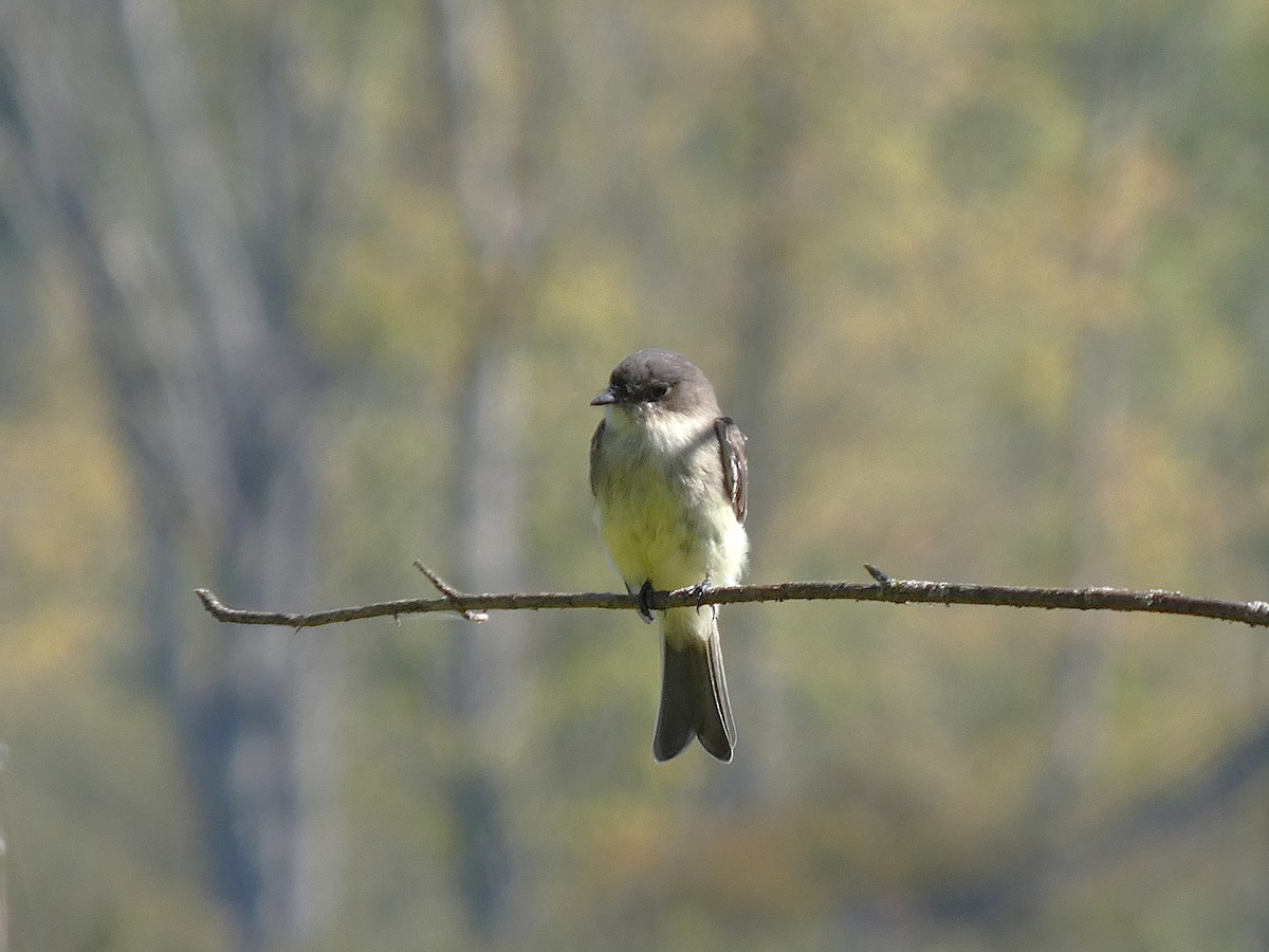 פיבי מזרחית - ML641242971