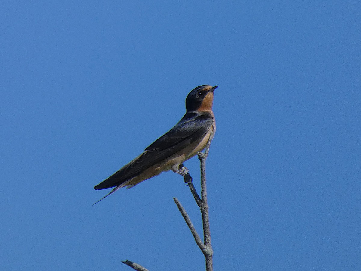סנונית רפתות (אמריקנית) - ML641242979