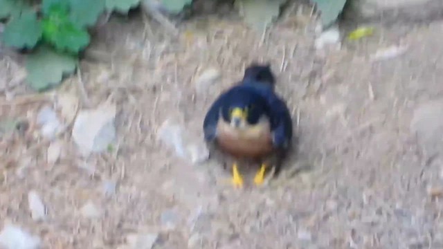 Peregrine Falcon - ML641242982
