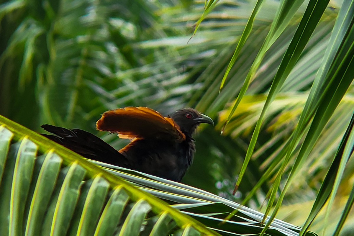 Greater Coucal - ML641242999