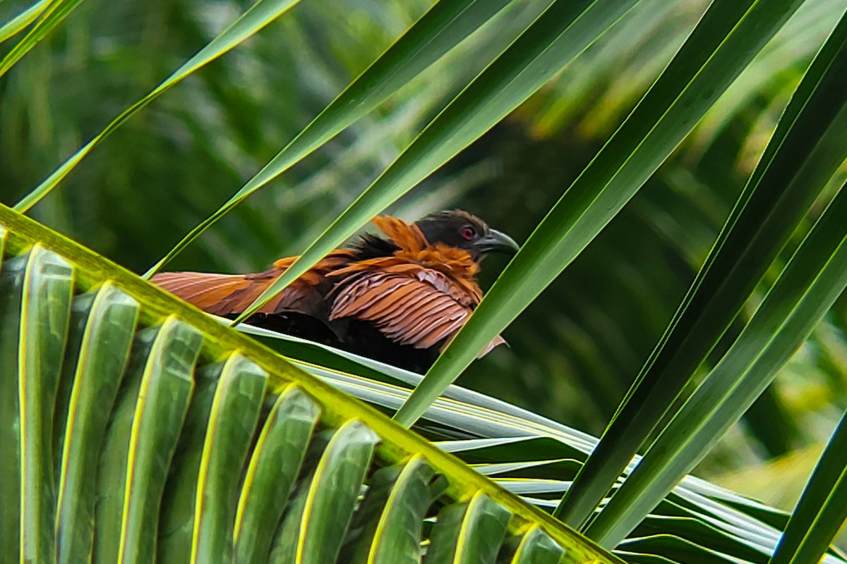 Greater Coucal - ML641243000
