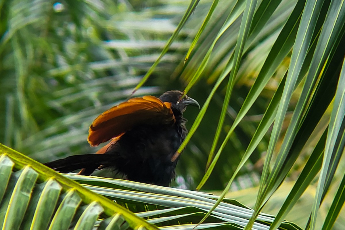 Greater Coucal - ML641243001