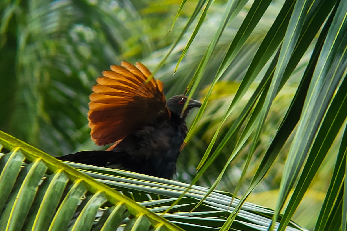Greater Coucal - ML641243003