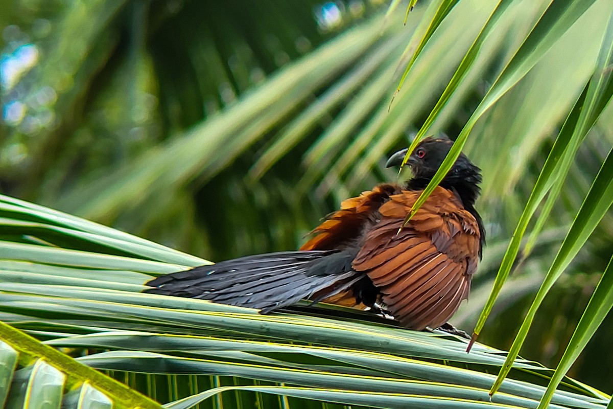 Greater Coucal - ML641243004