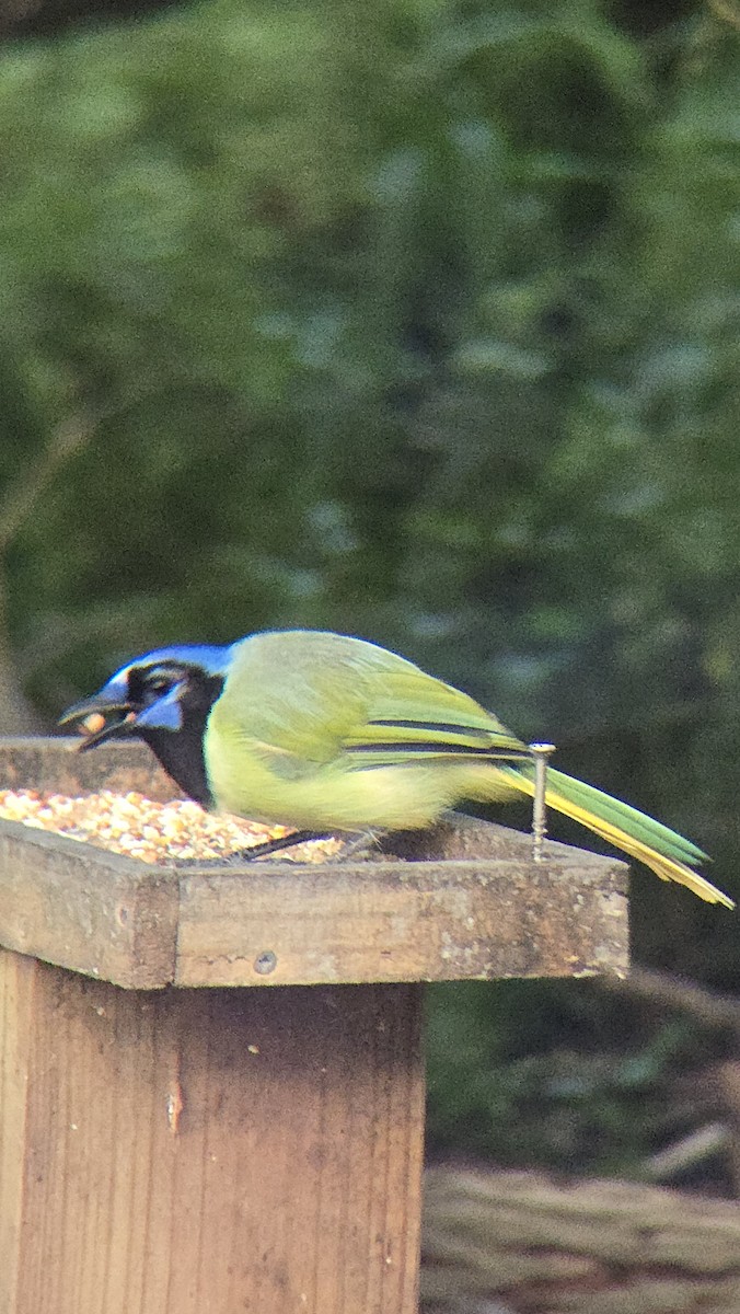 Green Jay - ML641243009