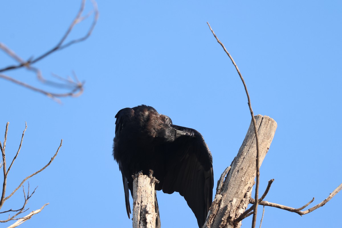 Chihuahuan Raven - ML641243011
