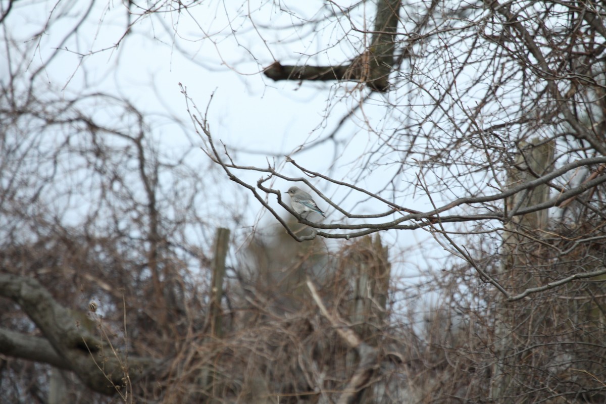 Mountain Bluebird - ML641243013
