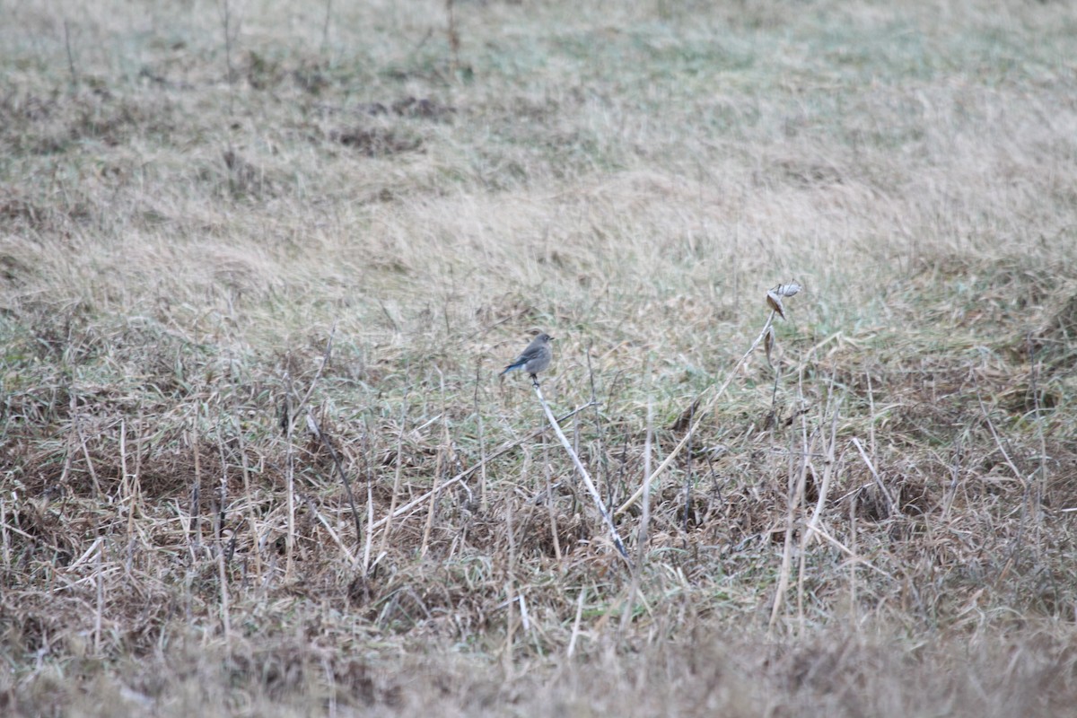 Mountain Bluebird - ML641243014