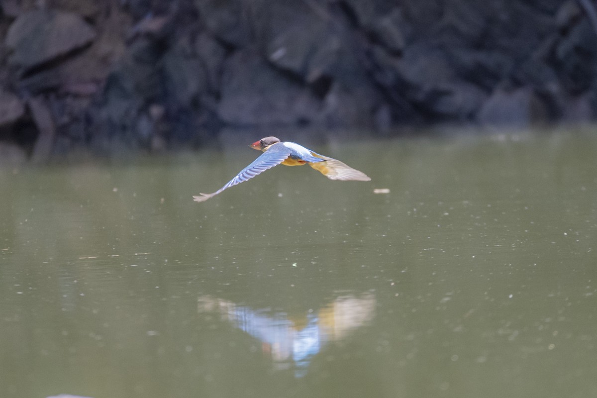 Stork-billed Kingfisher - ML641243066