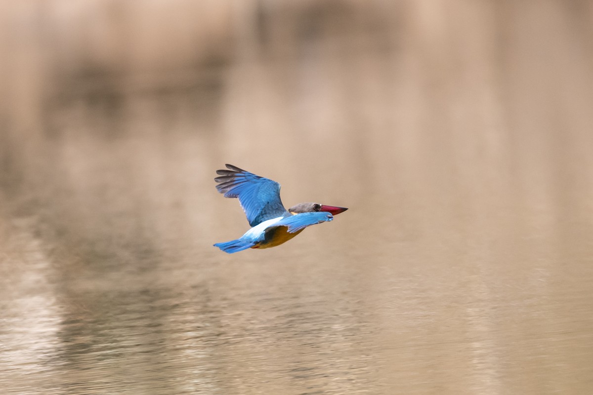 Stork-billed Kingfisher - ML641243067