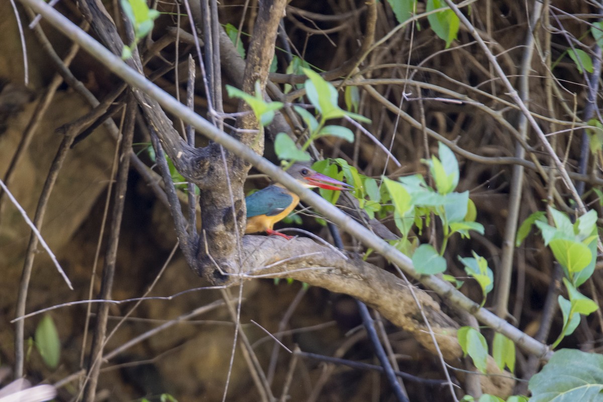 Stork-billed Kingfisher - ML641243068