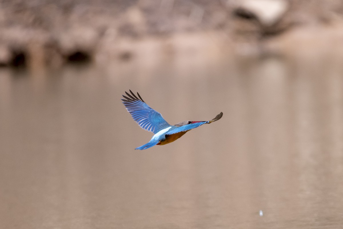 Stork-billed Kingfisher - ML641243069