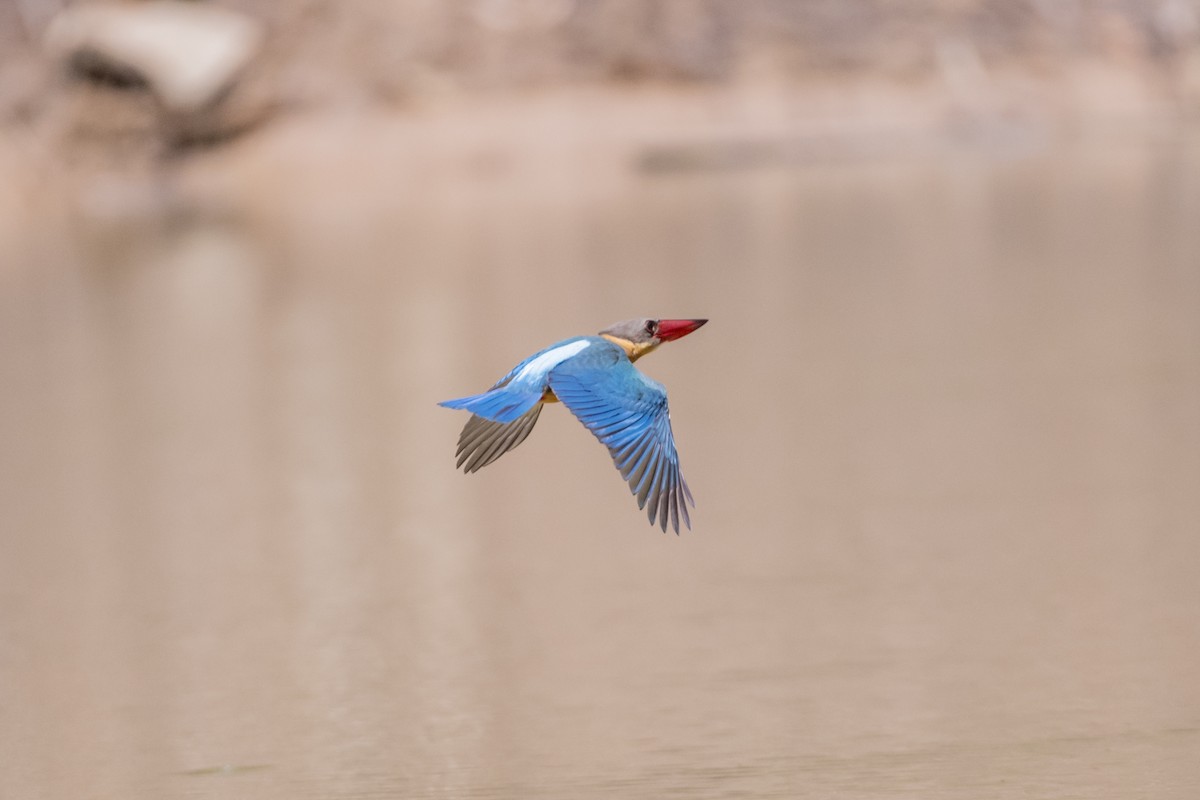 Stork-billed Kingfisher - ML641243070