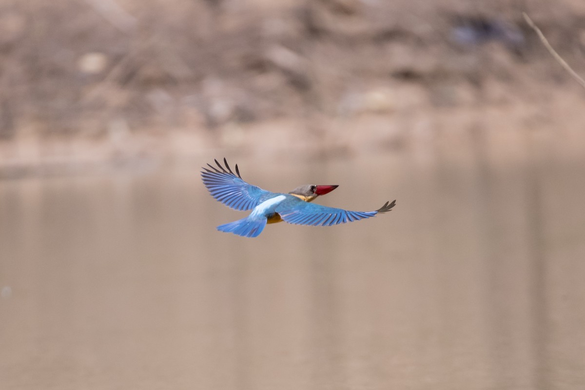 Stork-billed Kingfisher - ML641243071