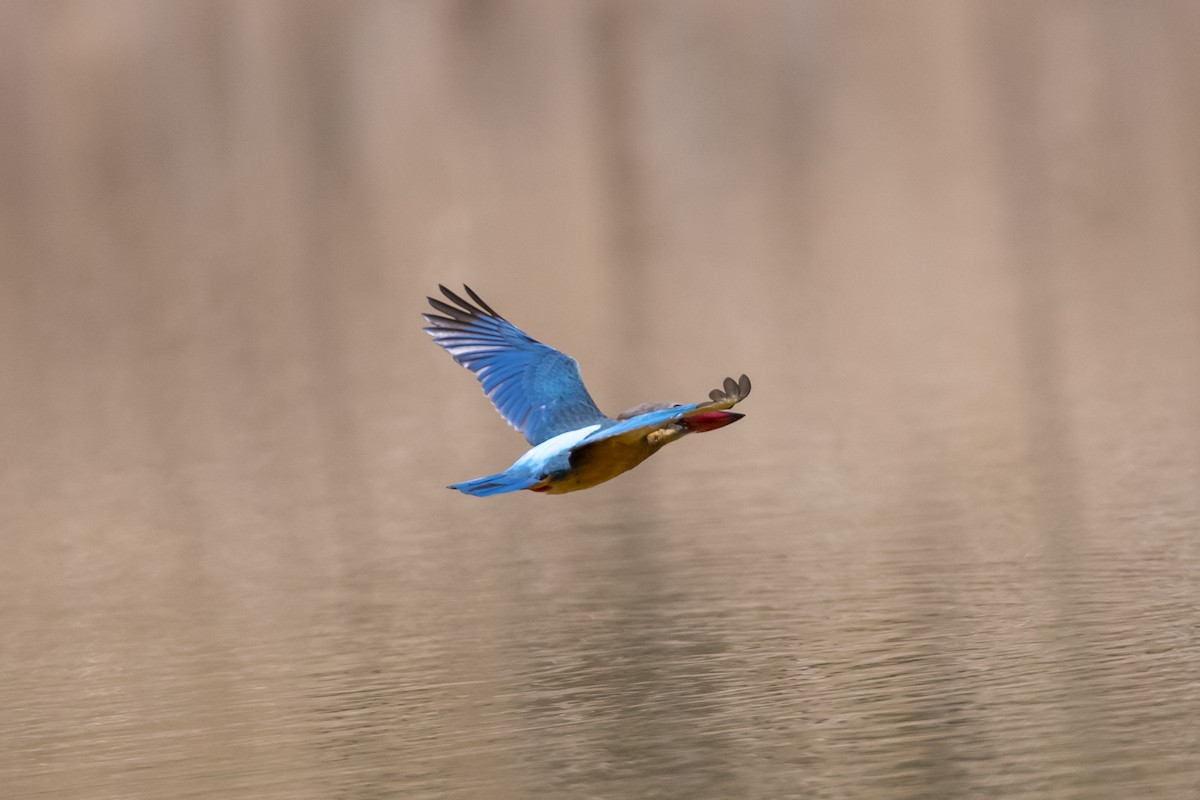 Stork-billed Kingfisher - ML641243072
