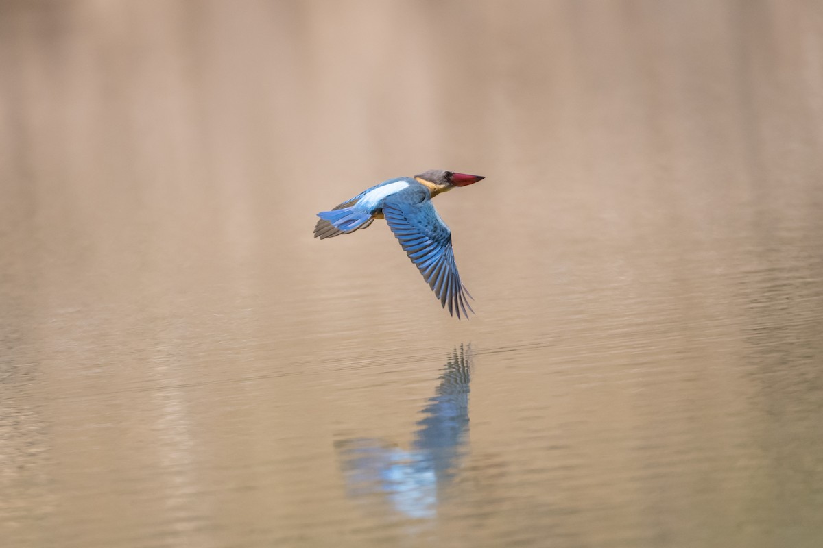 Stork-billed Kingfisher - ML641243073