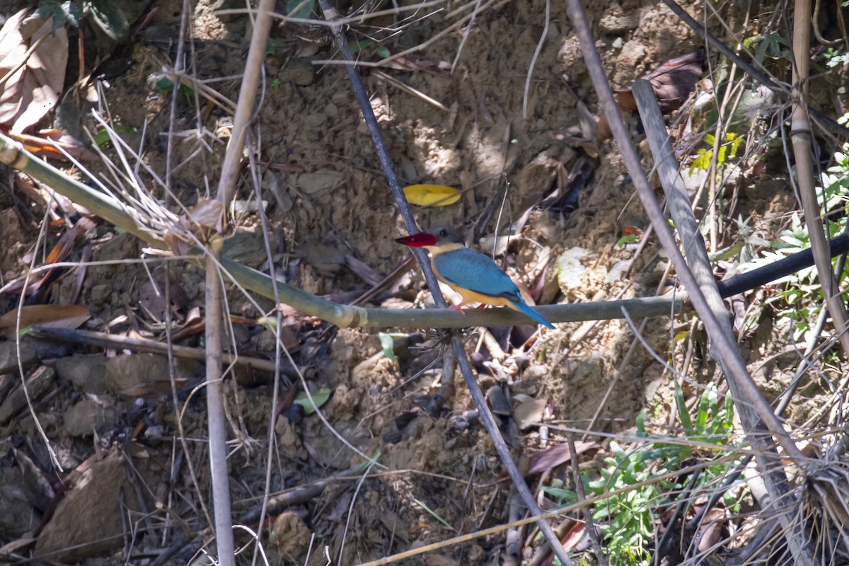 Stork-billed Kingfisher - ML641243074