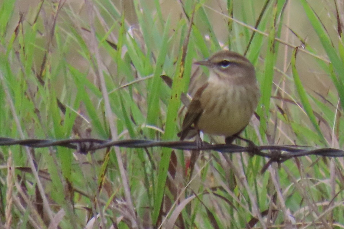 lesňáček bažinný - ML641243087