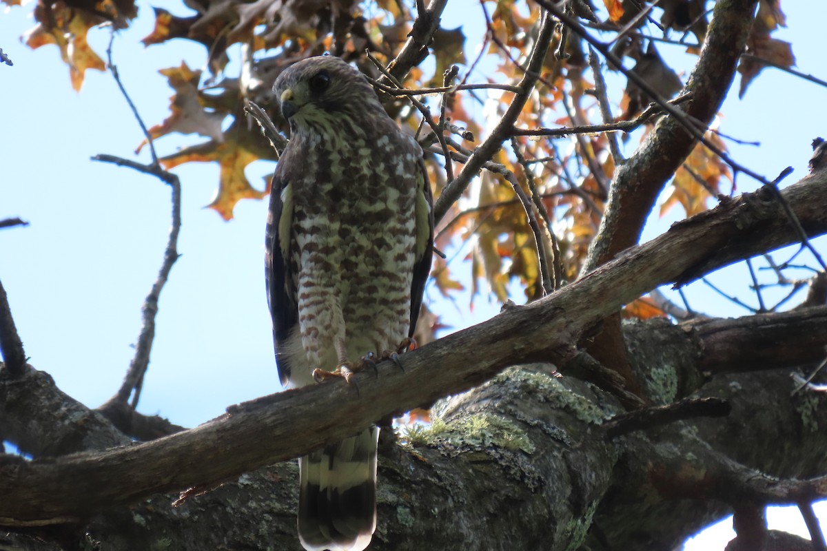káně širokokřídlá - ML641243126
