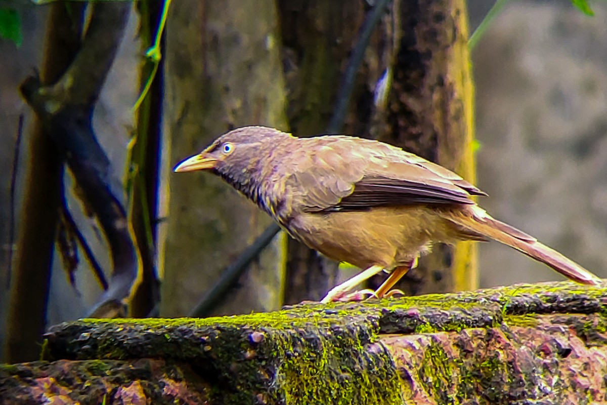 Jungle Babbler - ML641243127