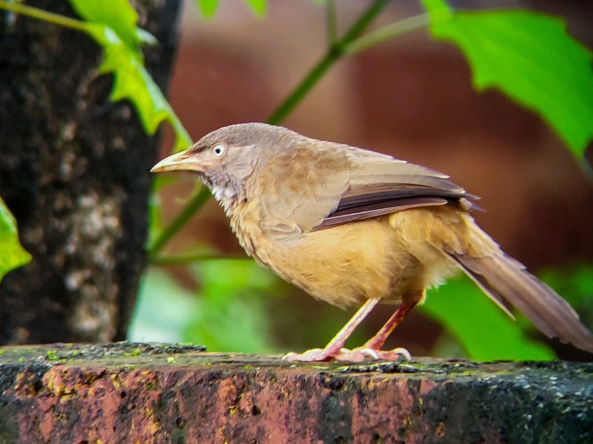 Jungle Babbler - ML641243128