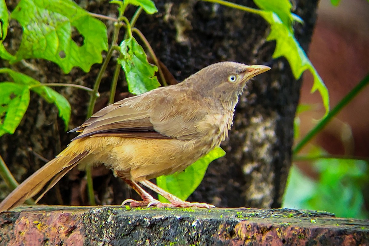 Jungle Babbler - ML641243129