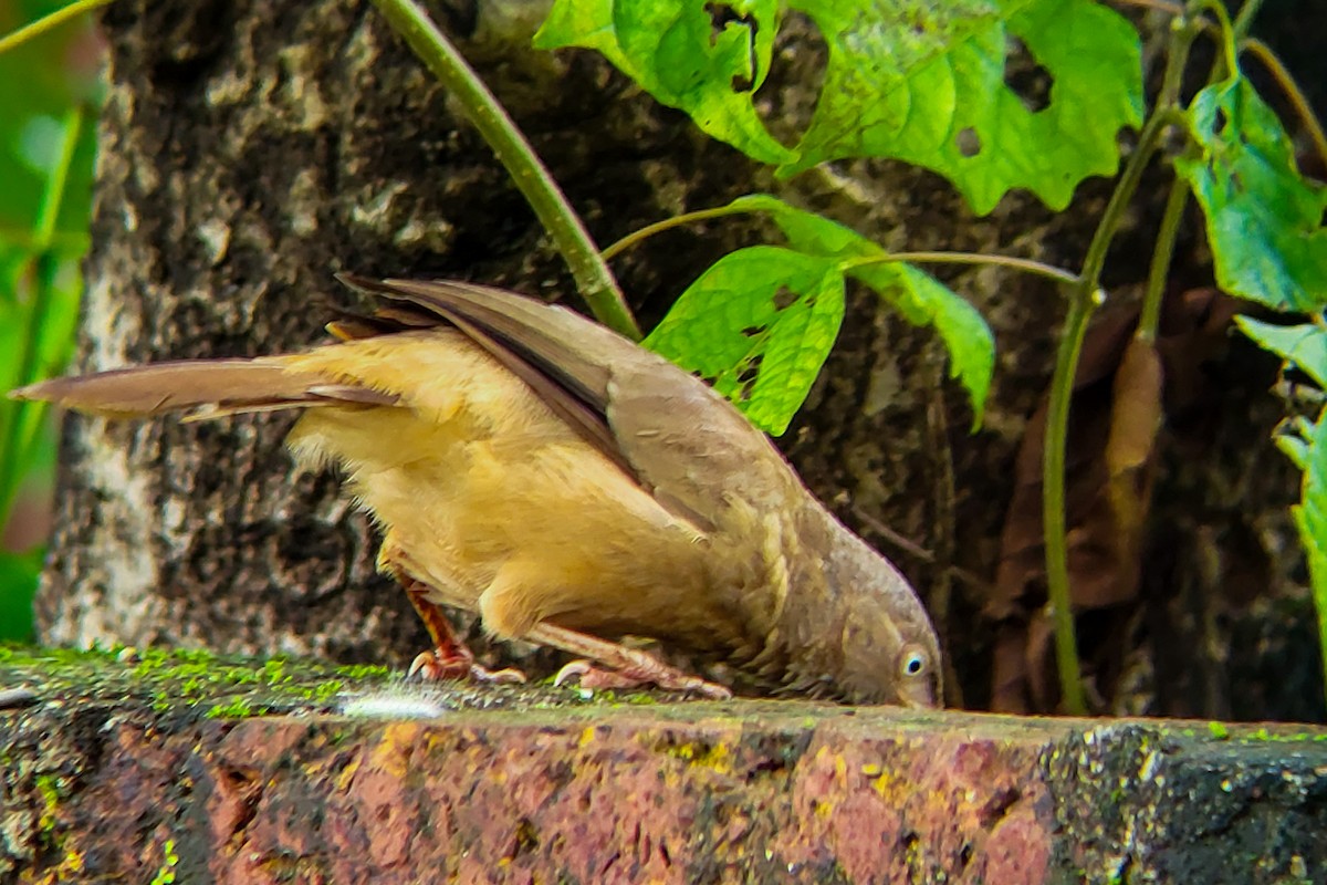 Jungle Babbler - ML641243130
