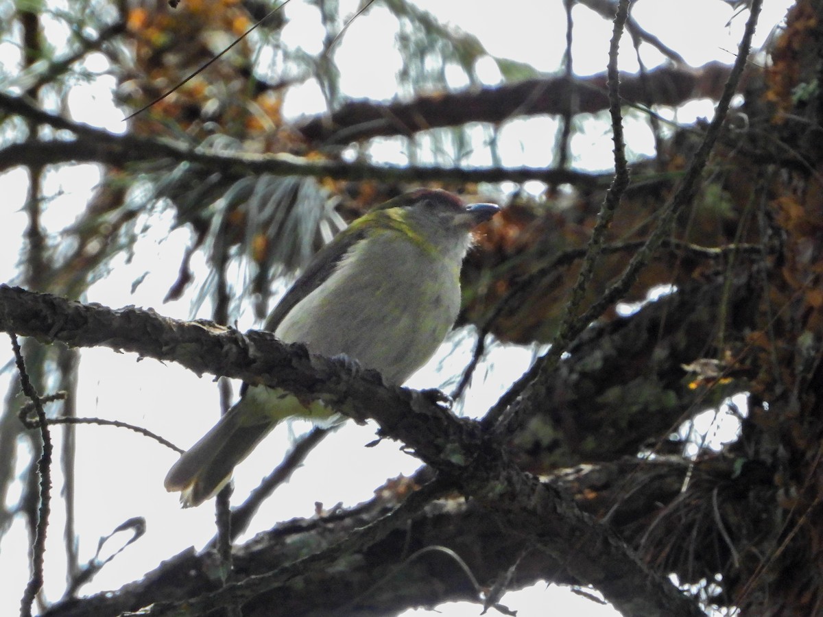 Black-billed Peppershrike - ML641243142