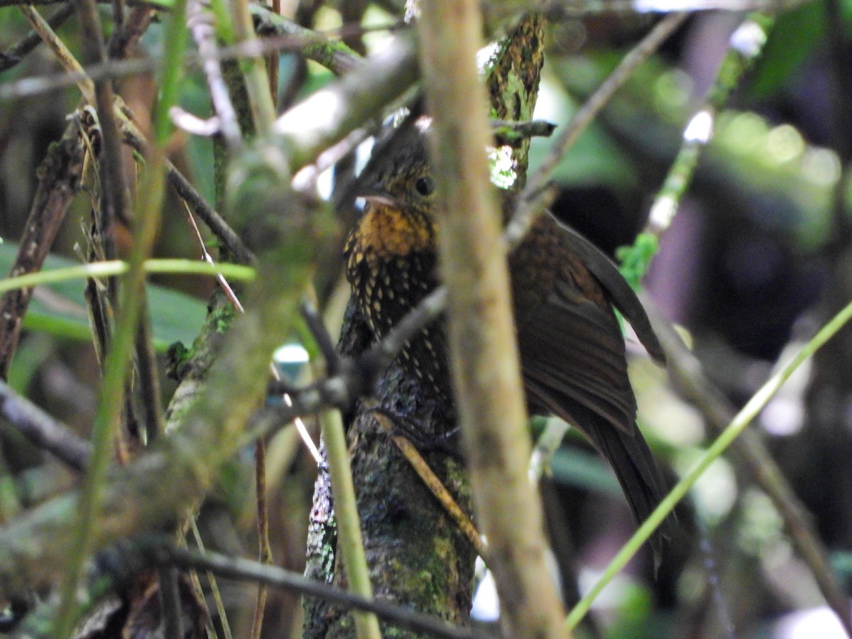 Spotted Barbtail - ML641243165