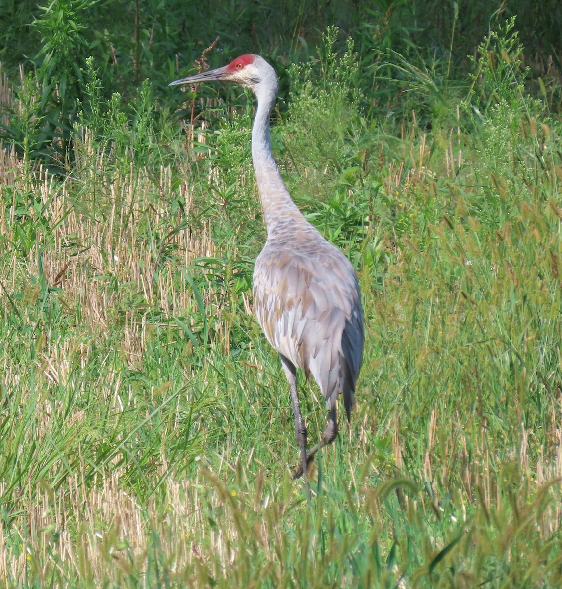 jeřáb kanadský - ML641243168