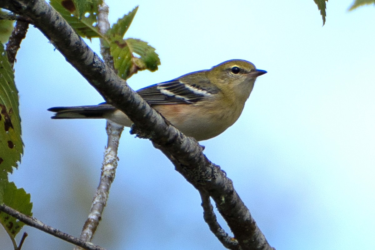 Bay-breasted Warbler - ML641243170