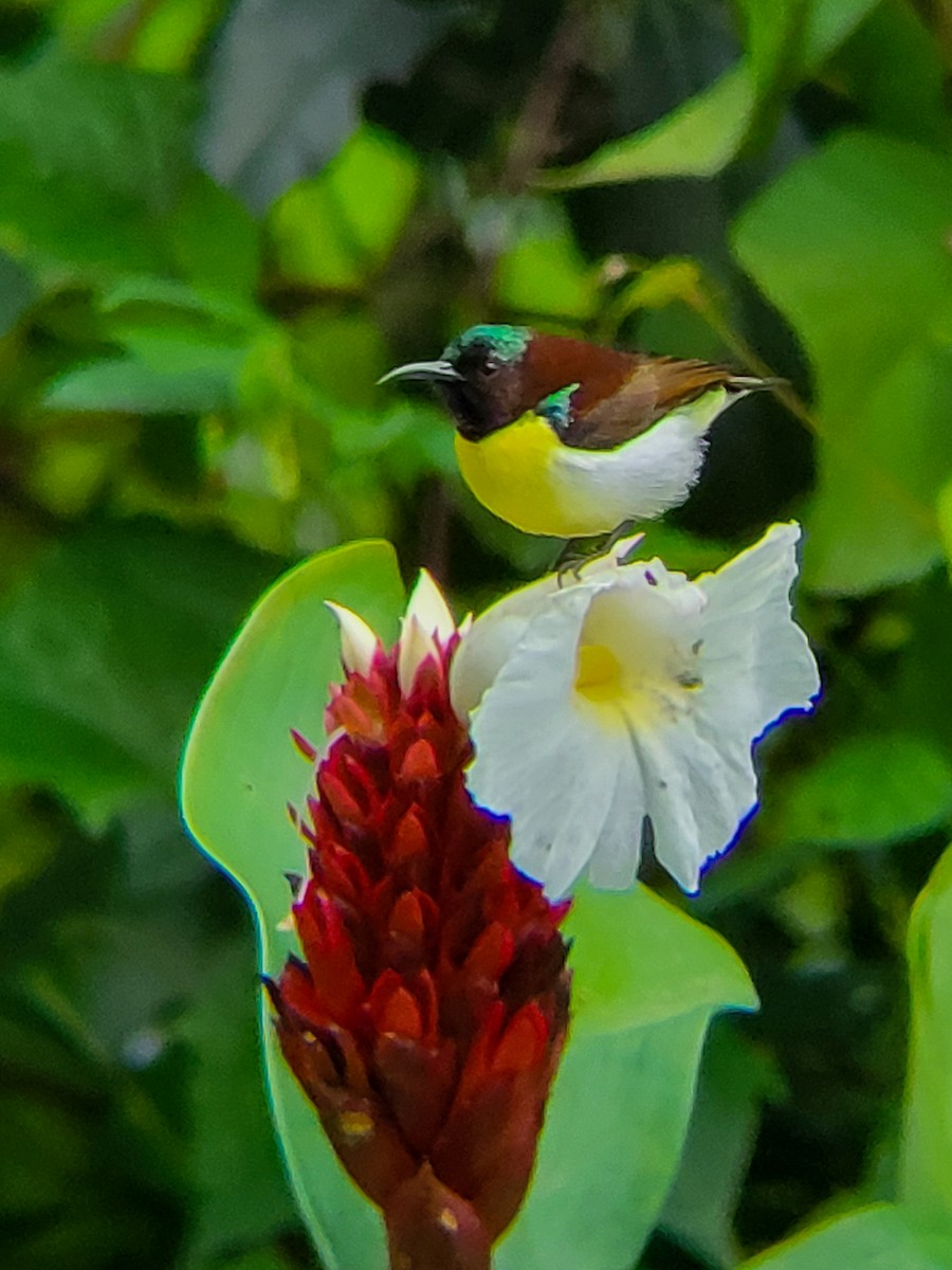 Purple-rumped Sunbird - ML641243188