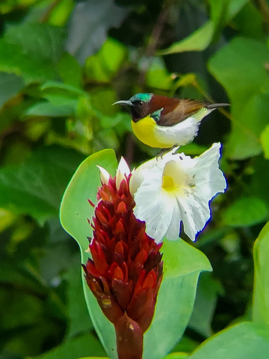 Purple-rumped Sunbird - ML641243190