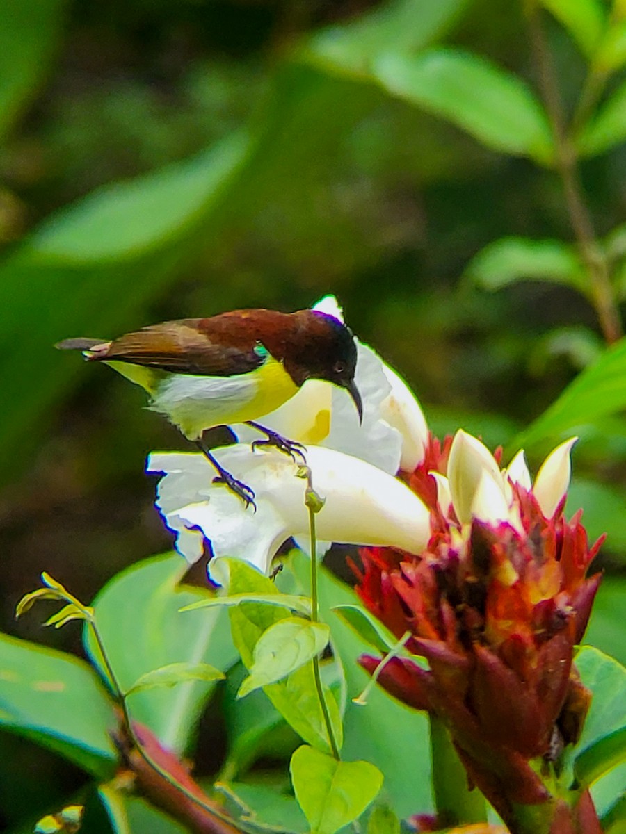 Purple-rumped Sunbird - ML641243192