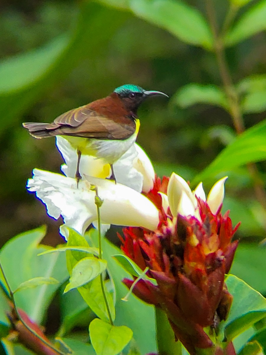 Purple-rumped Sunbird - ML641243194