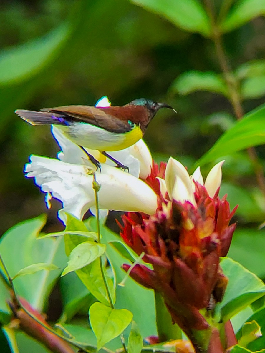 Purple-rumped Sunbird - ML641243195